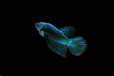 Close-up of a bird against black background