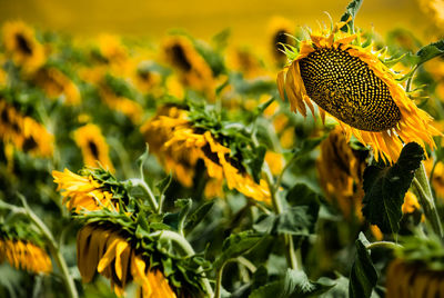Close-up of yellow flowering plant