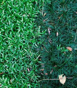 Full frame shot of grass on field