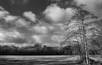 Trees on field against sky