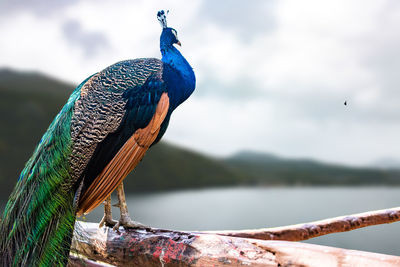 Close-up of a peacock 