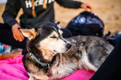 Close-up of dog looking away