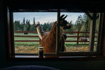 View of an animal seen through glass window