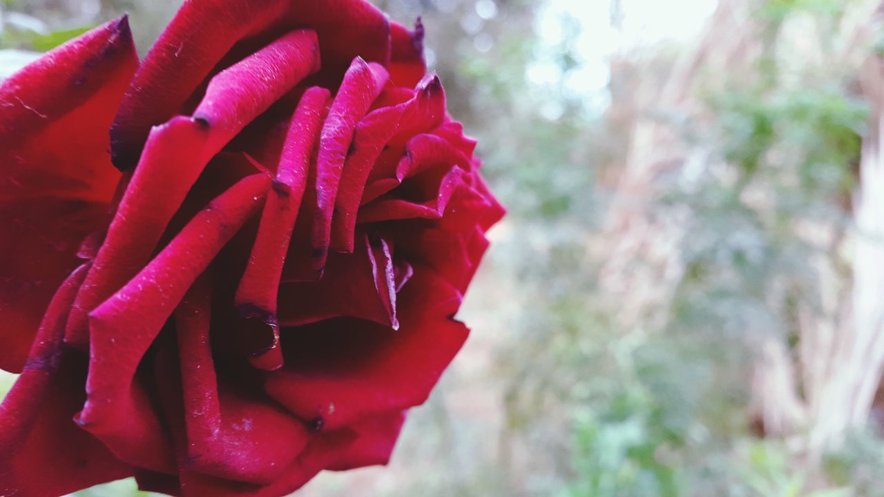 CLOSE-UP OF RED FLOWERS