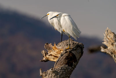 Snowy egrets perched on sunken tree on reservoir with hills and sky in background