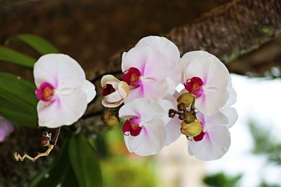 Close-up of fresh pink cherry blossom flowers