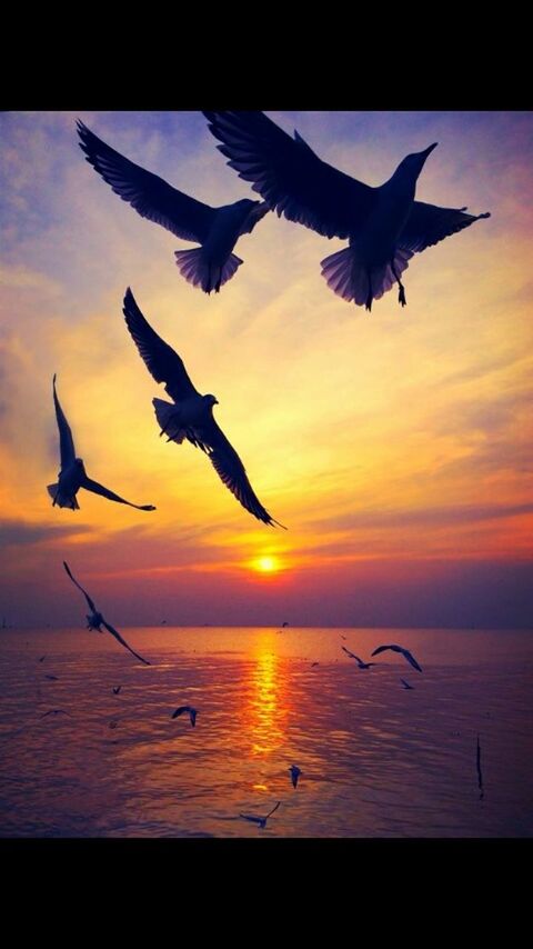 bird, flying, animal themes, sunset, animals in the wild, wildlife, spread wings, water, sky, sea, silhouette, mid-air, orange color, seagull, horizon over water, auto post production filter, transfer print, sun, nature, beauty in nature