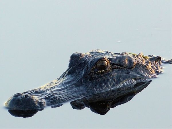 animal themes, one animal, animals in the wild, wildlife, water, close-up, fish, copy space, turtle, nature, studio shot, sea life, no people, dead animal, outdoors, side view, clear sky, day, reflection, swimming