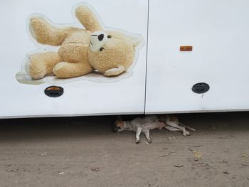 Dog lying in a toy