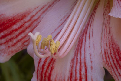 Close-up of flower head