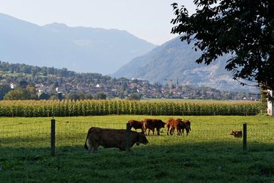 Cows grazing on field against mountains