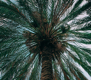 Low angle view of palm tree against sky