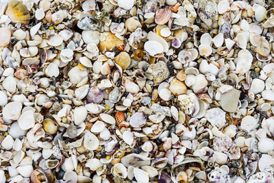 Full frame shot of seashells on pebbles