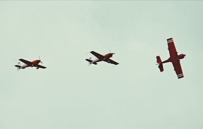 Low angle view of bird flying in sky