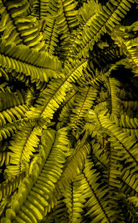 Full frame shot of yellow fern leaves