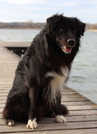 Border collie on pier by lake