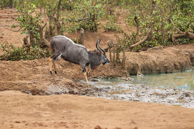 Male nyala drinking water in kruger