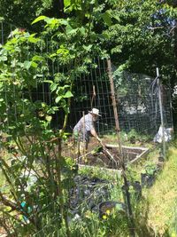 Trees and plants by fence