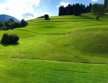 Scenic view of grassy field against sky