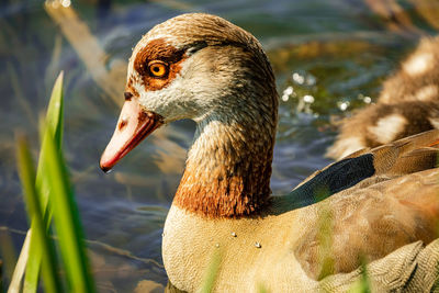 Close-up of duck