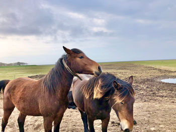 Horses in a field