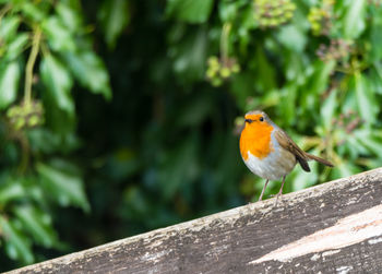 Close-up of bird perching on leaf