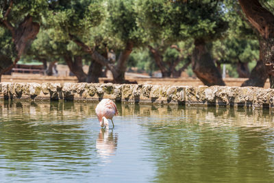 View of birds in lake