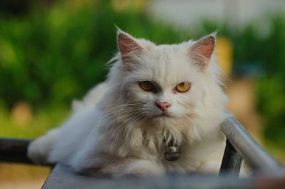 Close-up portrait of a cat