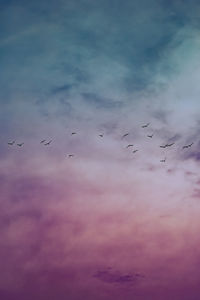 Low angle view of birds flying in sky