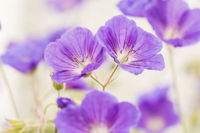 Close-up of purple flowers blooming outdoors