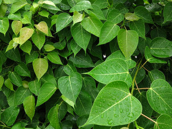 Full frame shot of leaves