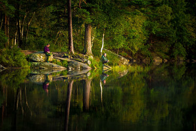 Reflection of trees in water