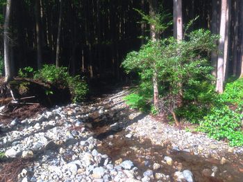 Plants and trees in forest