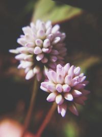 Close-up of pink flowers