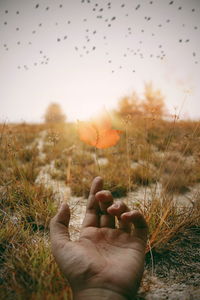 Close-up of hand touching flower on field against sky during sunset