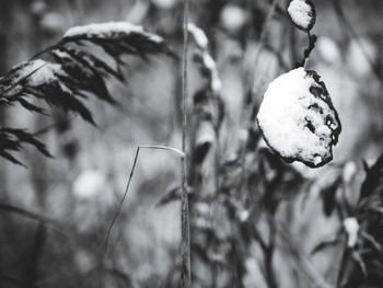 Close up of leaf