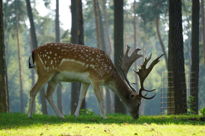 Deer in a forest