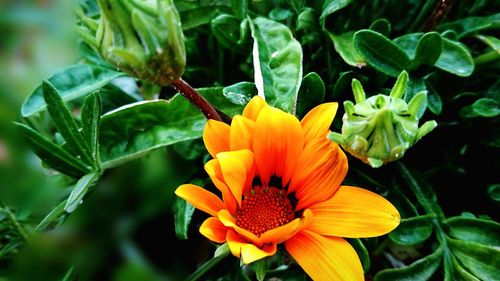 Close-up of flower blooming outdoors