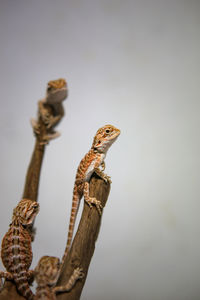 Close-up of a lizard on wood against sky