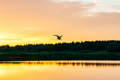 Bird flying over lake