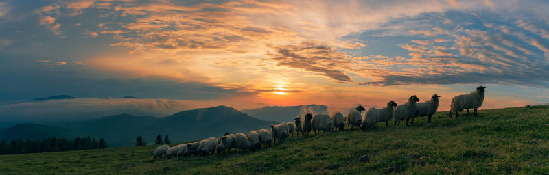 Scenic view of field against sky during sunset