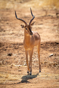 Male common impala crossing scrub in sun