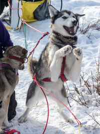 Dog on field during winter