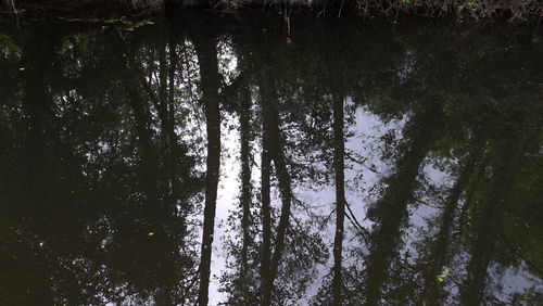 Reflection of trees in lake