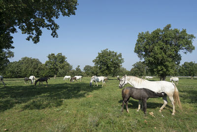 Young lipizzaner horses grazing on a meadow