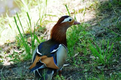 Close-up of duck on field