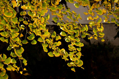 Close-up of leaves on tree during autumn