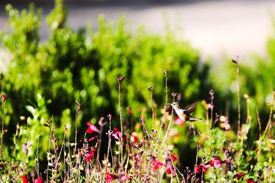 Close-up of flowering plants on field