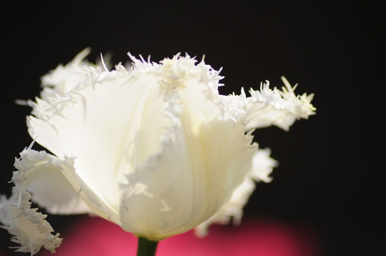 flower, petal, freshness, flower head, fragility, close-up, beauty in nature, white color, growth, studio shot, nature, single flower, black background, blooming, blossom, in bloom, focus on foreground, stamen, plant, stem