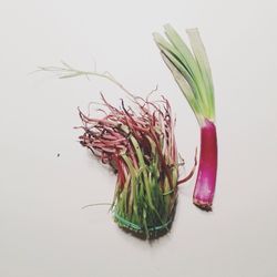Close-up of leaf over white background